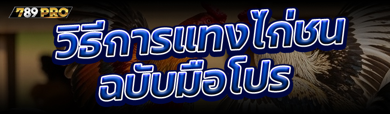 วิธีการแทงไก่ชน ฉบับมือโปร