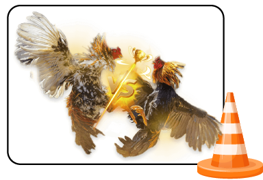 ไก่ชน